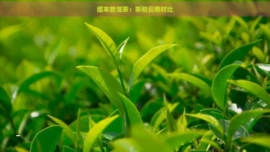 缅本普洱茶：茶和云南对比