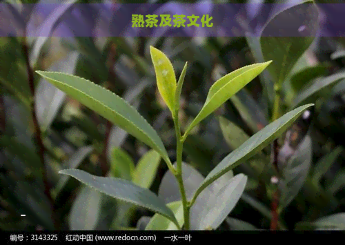 熟茶及茶文化