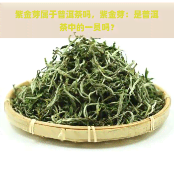 紫金芽属于普洱茶吗，紫金芽：是普洱茶中的一员吗？