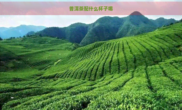 普洱茶配什么杯子喝