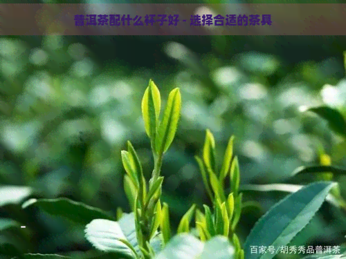 普洱茶配什么杯子好 - 选择合适的茶具