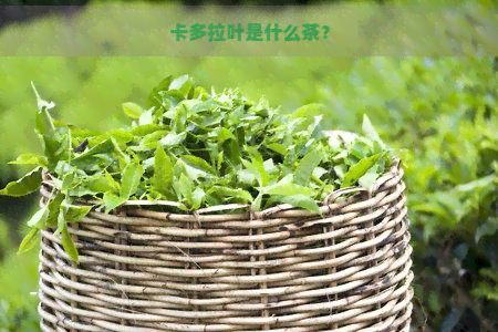 卡多拉叶是什么茶？