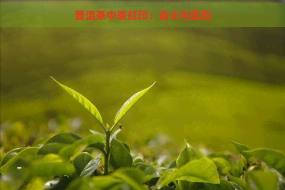 普洱茶中茶红印：含义与区别