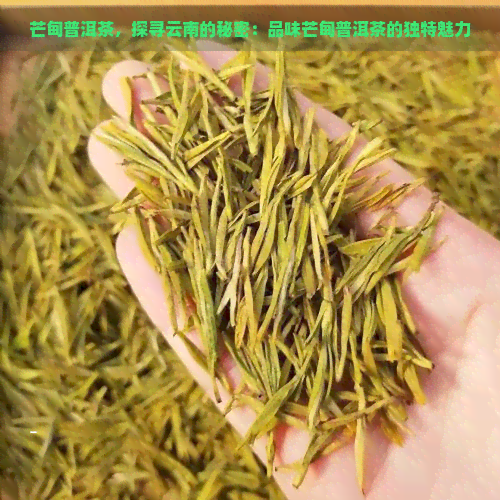 芒甸普洱茶，探寻云南的秘密：品味芒甸普洱茶的独特魅力