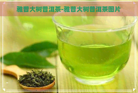 雅普大树普洱茶-雅普大树普洱茶图片