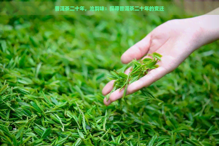 普洱茶二十年，沧韵味：探寻普洱茶二十年的变迁