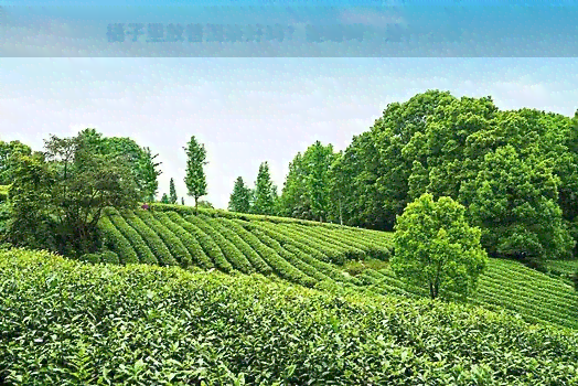 橘子里放普洱茶好吗？能喝吗？是什么茶？