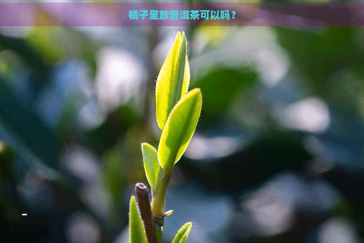 橘子里放普洱茶可以吗？