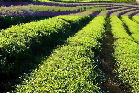 桔普茶是普洱茶吗？区别与功效