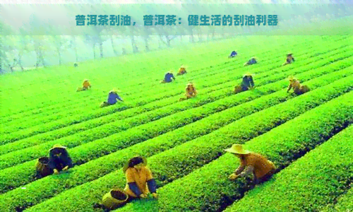 普洱茶刮油，普洱茶：健生活的刮油利器