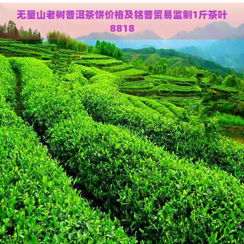 无量山老树普洱茶饼价格及铭普贸易监制1斤茶叶8818