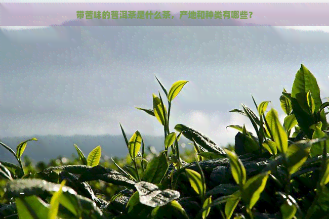 带苦味的普洱茶是什么茶，产地和种类有哪些？