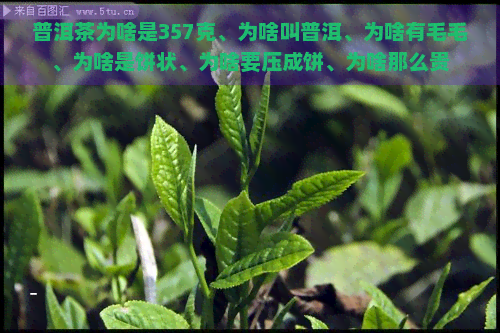 普洱茶为啥是357克、为啥叫普洱、为啥有毛毛、为啥是饼状、为啥要压成饼、为啥那么贵