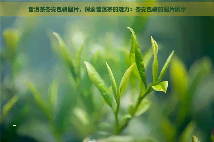 普洱茶冬壳包装图片，探索普洱茶的魅力：冬壳包装的图片展示