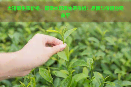 大班章生茶价格，探索大班章生茶价格：品质与价值的完美平