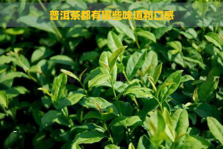 普洱茶都有哪些味道和口感