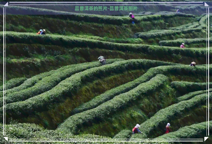 品普洱茶的照片-品普洱茶图片