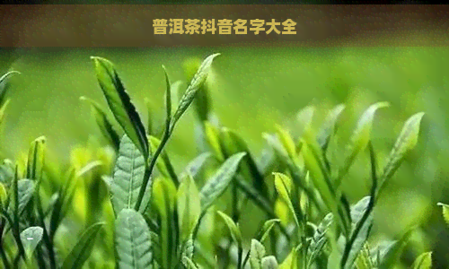 普洱茶抖音名字大全