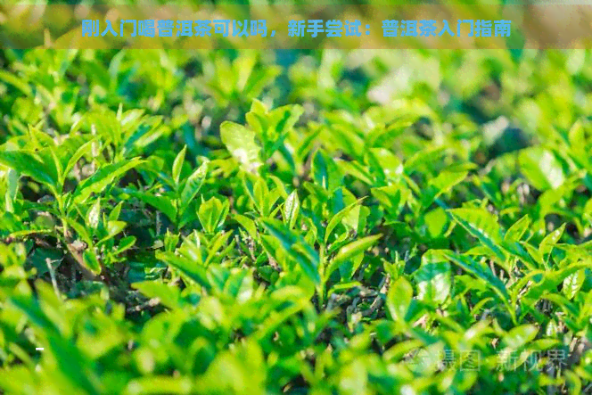 刚入门喝普洱茶可以吗，新手尝试：普洱茶入门指南