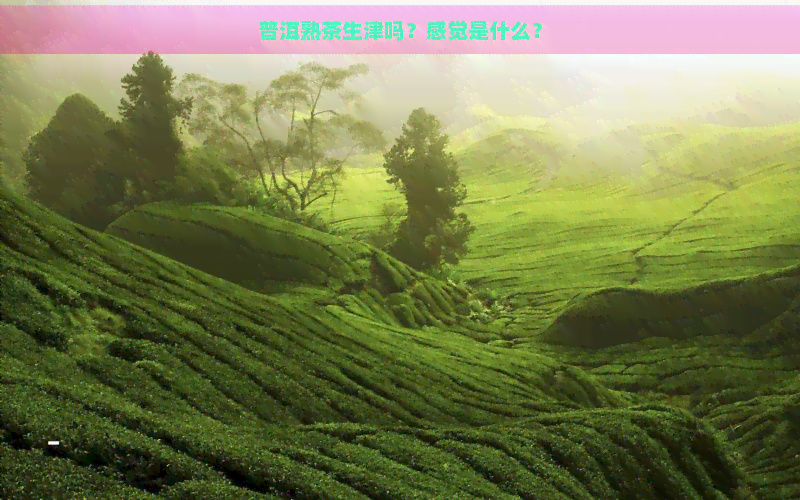 普洱熟茶生津吗？感觉是什么？