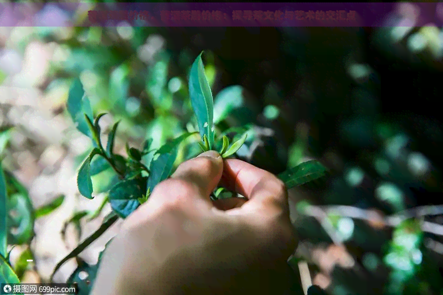 普洱茶雕价格，普洱茶雕价格：探寻茶文化与艺术的交汇点