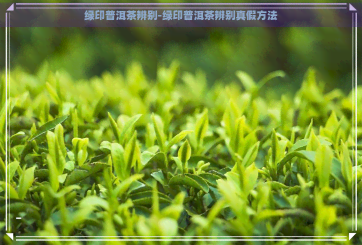 绿印普洱茶辨别-绿印普洱茶辨别真假方法