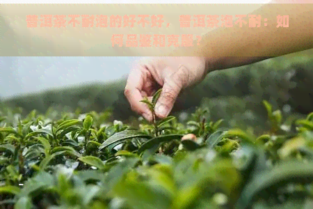 普洱茶不耐泡的好不好，普洱茶泡不耐：如何品鉴和克服？