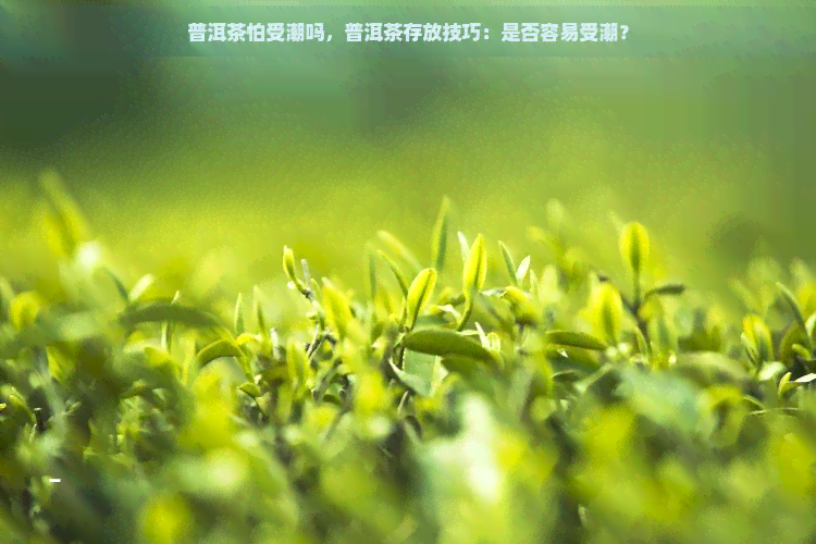 普洱茶怕受潮吗，普洱茶存放技巧：是否容易受潮？