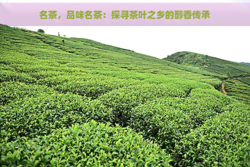 名茶，品味名茶：探寻茶叶之乡的醇香传承