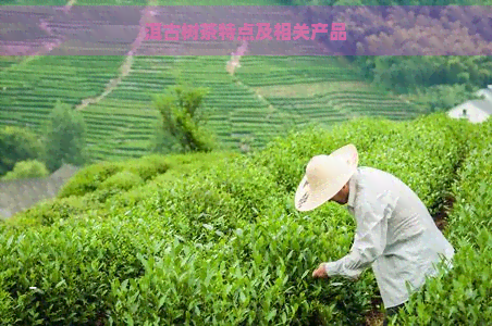 洱古树茶特点及相关产品