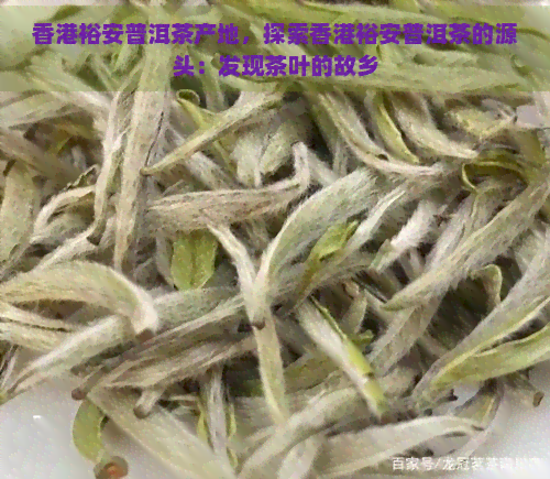 裕安普洱茶产地，探索裕安普洱茶的源头：发现茶叶的故乡