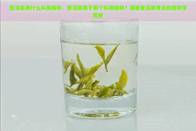 普洱茶属什么科属植物，普洱茶属于哪个科属植物？揭秘普洱茶背后的植物学奥秘