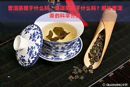 普洱茶属于什么科，普洱茶属于什么科？解析普洱茶的科学分类