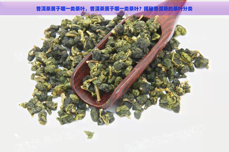 普洱茶属于哪一类茶叶，普洱茶属于哪一类茶叶？揭秘普洱茶的茶叶分类