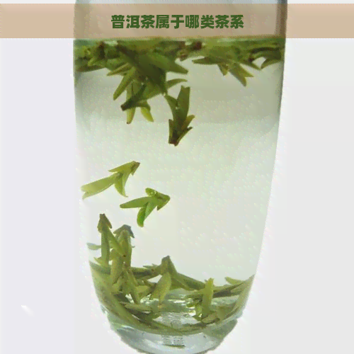 普洱茶属于哪类茶系