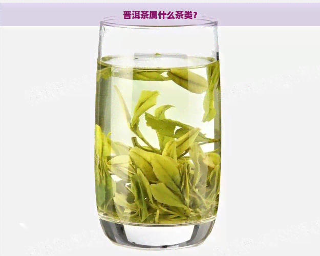 普洱茶属什么茶类？