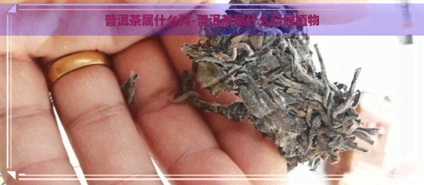 普洱茶属什么科-普洱茶属什么科属植物