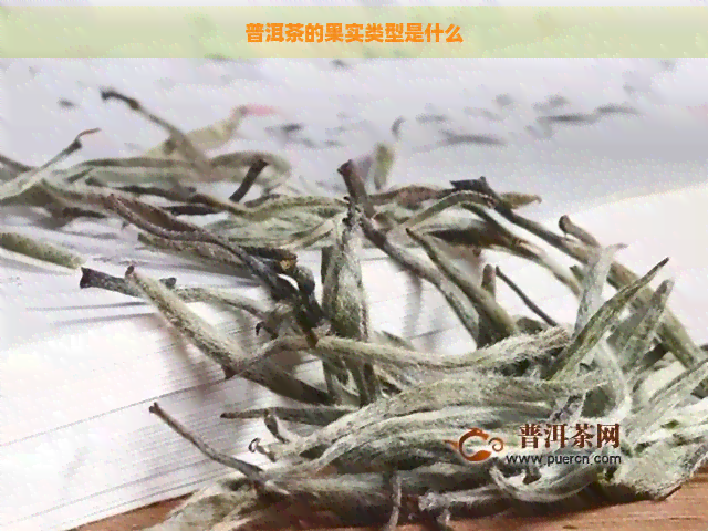 普洱茶的果实类型是什么