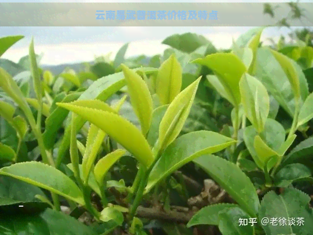 云南易武普洱茶价格及特点