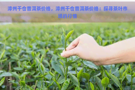 漳州干仓普洱茶价格，漳州干仓普洱茶价格：探寻茶叶市场的行情