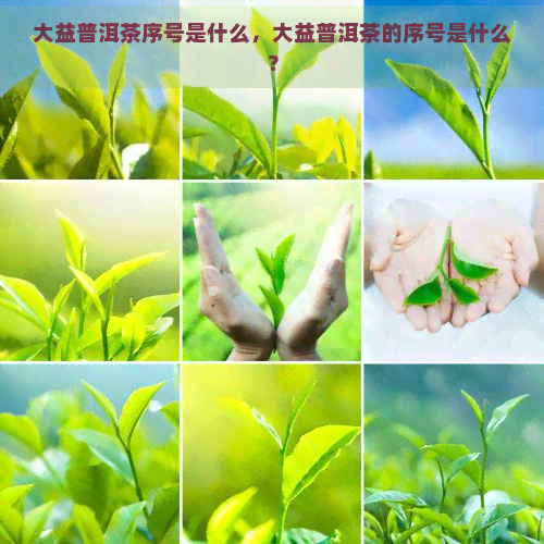 大益普洱茶序号是什么，大益普洱茶的序号是什么？