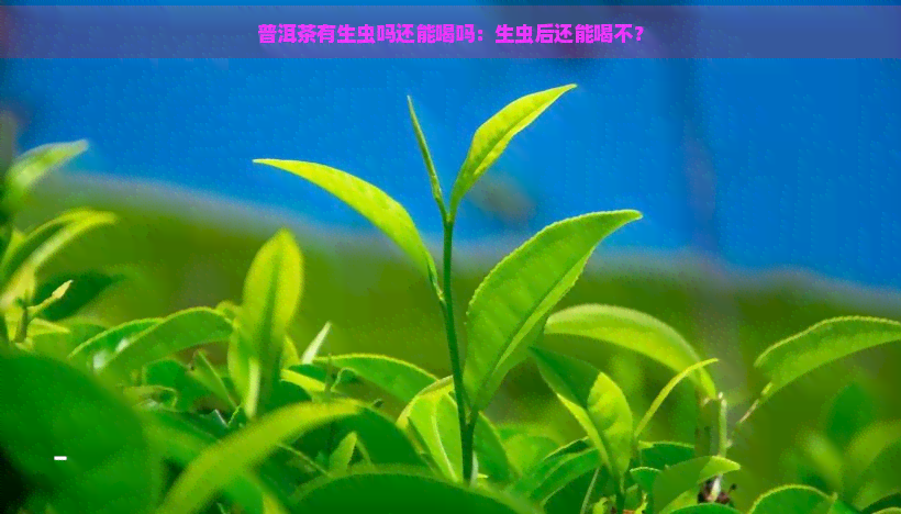 普洱茶有生虫吗还能喝吗：生虫后还能喝不？