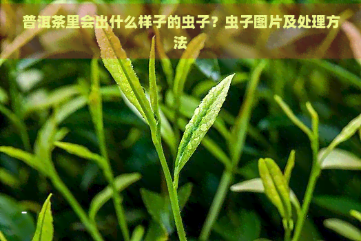 普洱茶里会出什么样子的虫子？虫子图片及处理方法