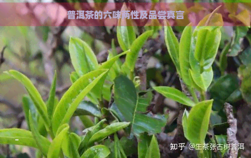 普洱茶的六味两性及品尝真言