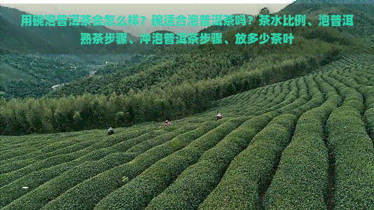 用碗泡普洱茶会怎么样？碗适合泡普洱茶吗？茶水比例、泡普洱熟茶步骤、冲泡普洱茶步骤、放多少茶叶