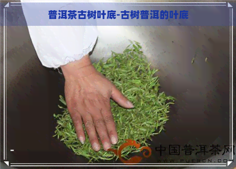 普洱茶古树叶底-古树普洱的叶底