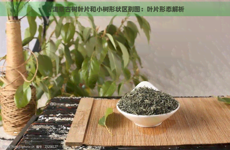 普洱茶古树叶片和小树形状区别图：叶片形态解析