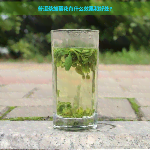 普洱茶加菊花有什么效果和好处？