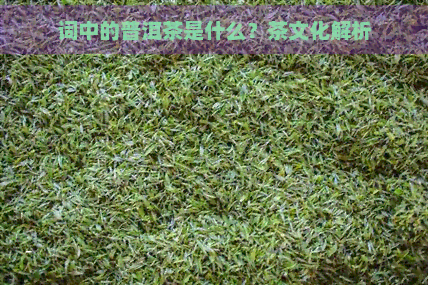 词中的普洱茶是什么？茶文化解析