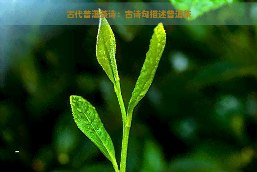 古代普洱茶诗：古诗句描述普洱茶